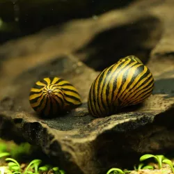 Zebra-Rennschnecke - Neritina Zebra