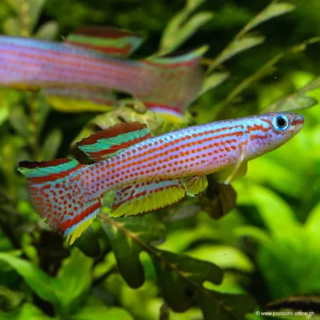 Killi Rayé - Aphyosemion Striatum