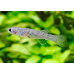 Killi Rayé - Aphyosemion Striatum