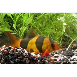 Loche Clown - Chromobotia Macracanthus