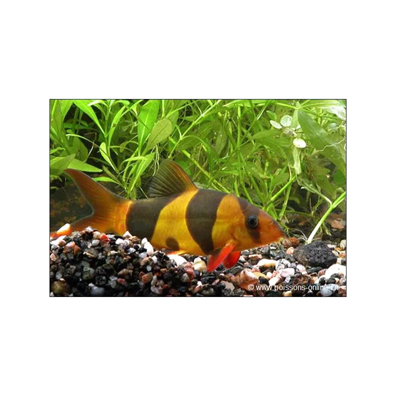 Loche Clown - Chromobotia Macracanthus