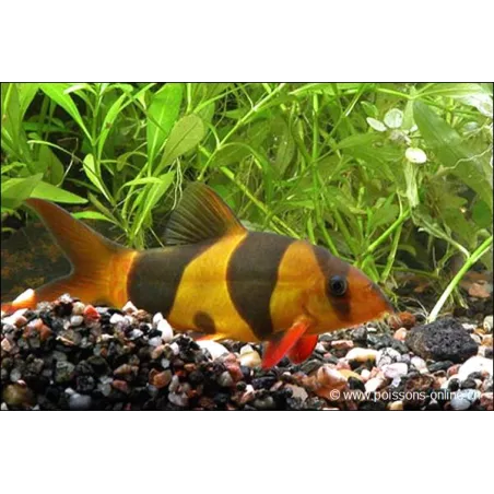 Loche Clown - Chromobotia Macracanthus