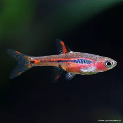 Microrasbora Axelrodi - Boraras Brigittae