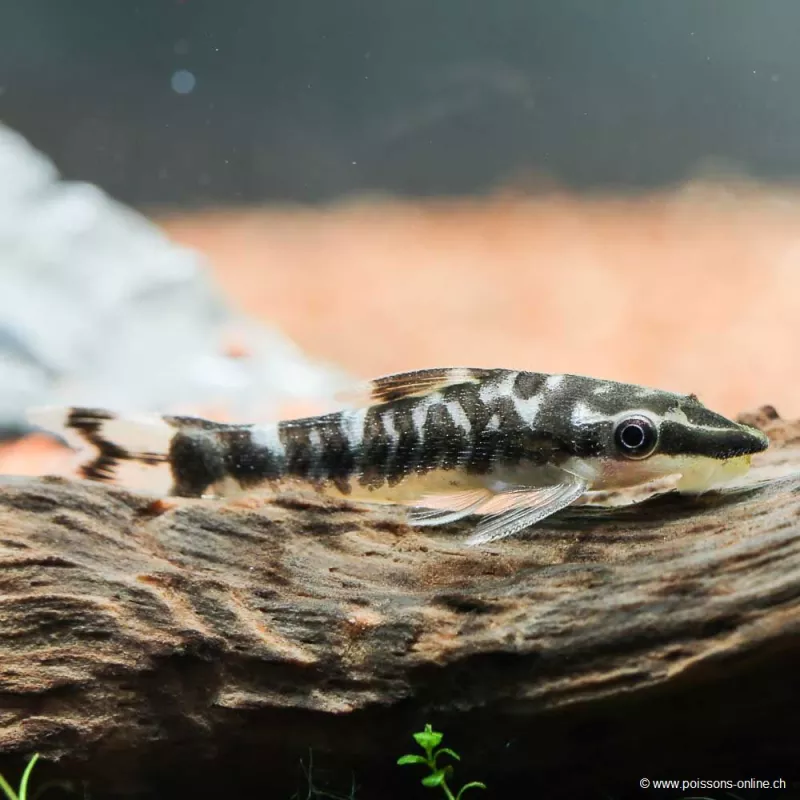 Otocinclus Zebra - Otocinclus Cocama