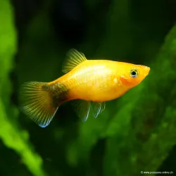 Platy Golden Mickey Mouse - Xiphophorus Maculatus
