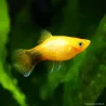 Platy Golden Mickey Mouse - Xiphophorus Maculatus