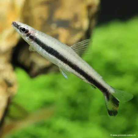 Poisson Crayon - Nannostomus Eques