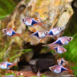 Rasbora Arlequin - Trigonostigma Heteromorpha