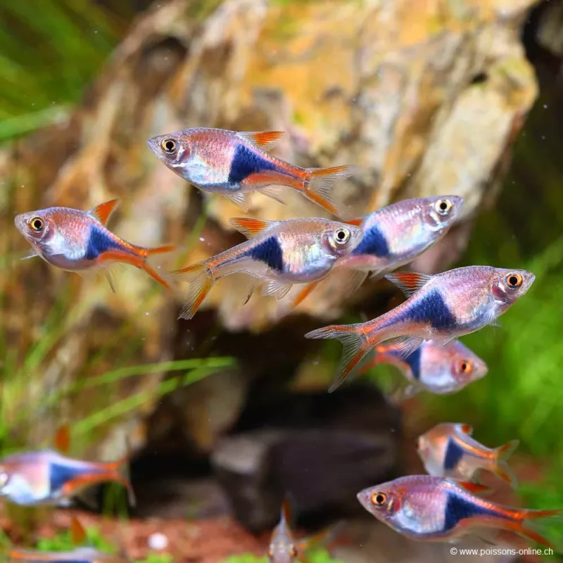 Rasbora Arlequin - Trigonostigma Heteromorpha