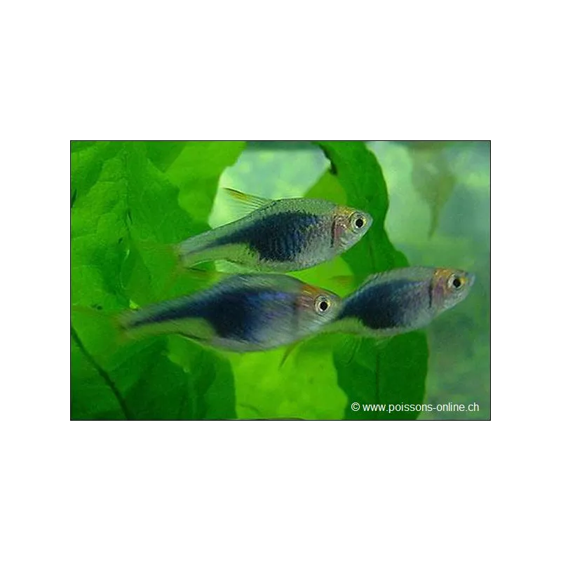 Rasbora Arlequin Noir - Trigonostigma Heteromorpha Black
