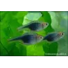 Rasbora Arlequin Noir - Trigonostigma Heteromorpha Black