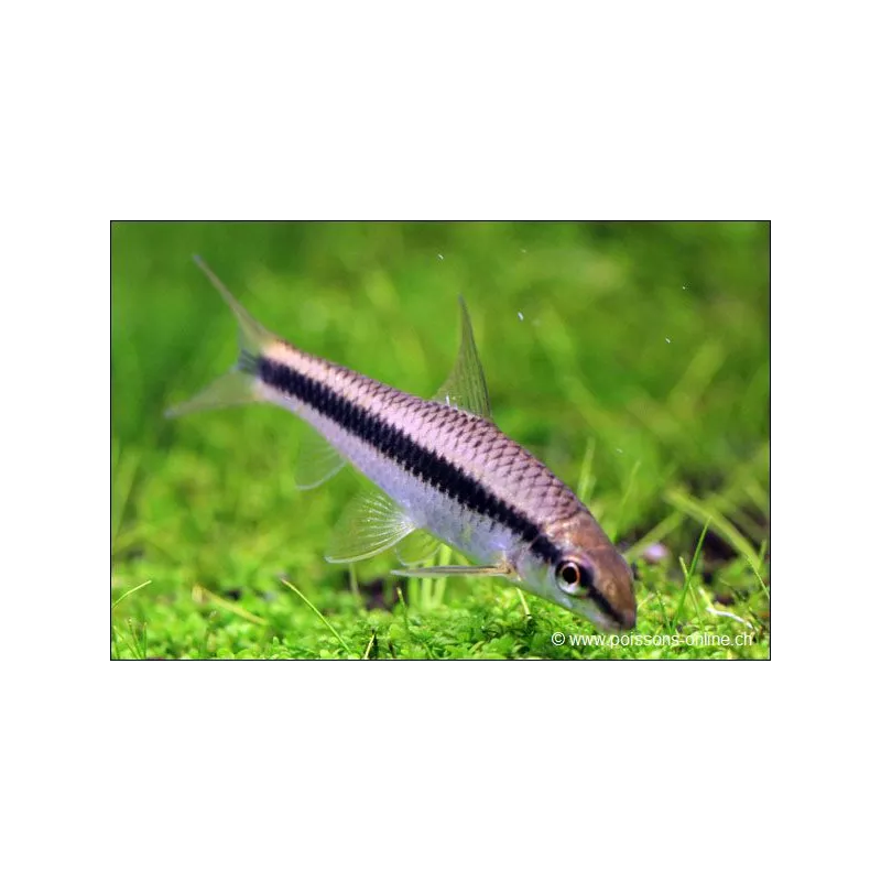 Renard Volant Du Siam - Epalzeorhynchos Oblongus