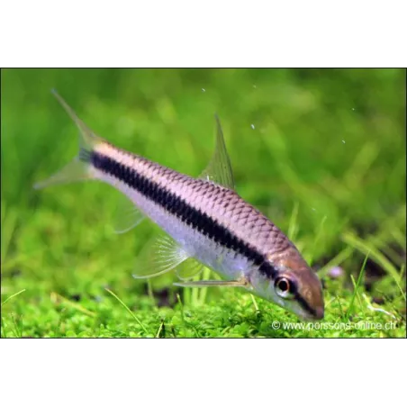 Renard Volant Du Siam - Epalzeorhynchos Oblongus