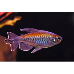 Blauer Kongosalmler - Phenacogrammus Interruptus