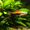 Xipho Gold Tuxedo - Xiphophorus Helleri