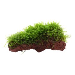 Taxiphyllum Barbieri - 003 YLS