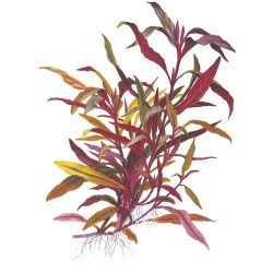 Alternanthera Reineckii 'Pink' - 023 XL