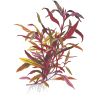 Alternanthera Reineckii 'Pink' - 023 XL