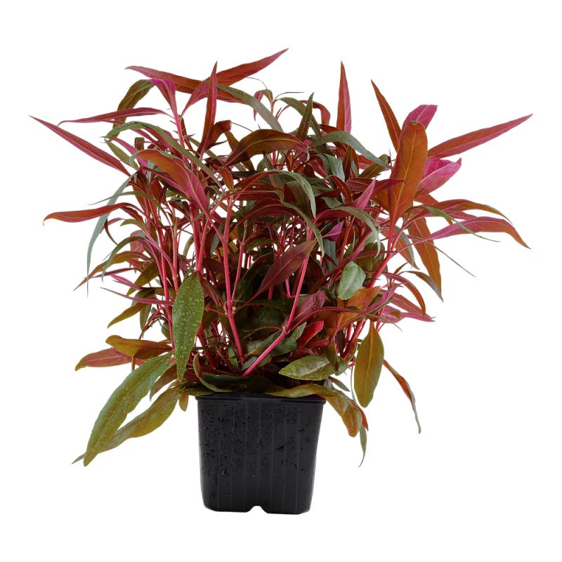 Alternanthera Reineckii 'Pink' - 023 XL