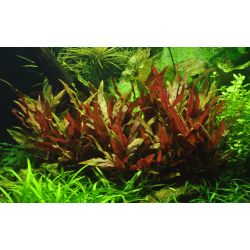 Alternanthera Reineckii 'Pink' - 023 XL