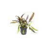 Cryptocoryne Usteriana - 120