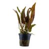 Cryptocoryne Usteriana - 120