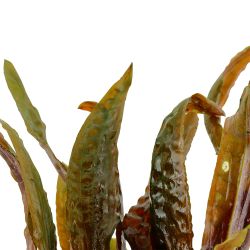 Cryptocoryne Usteriana - 120