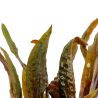 Cryptocoryne Usteriana - 120