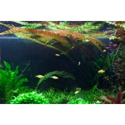 Cryptocoryne Usteriana - 120