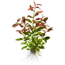 Hygrophila Polysperma 'Rosanervig' - 050B