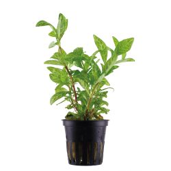 Hygrophila Polysperma 'Rosanervig' - 050B