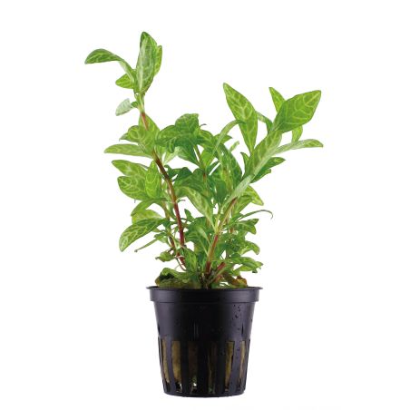 Hygrophila Polysperma 'Rosanervig' - 050B