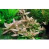 Hygrophila Polysperma 'Rosanervig' - 050B