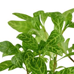 Hygrophila Polysperma 'Rosanervig' - 050B