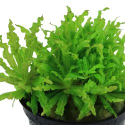 Pogostemon Helferi - 053H