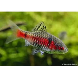 Rubinbarbe - Pethia Ticto (Barbus)