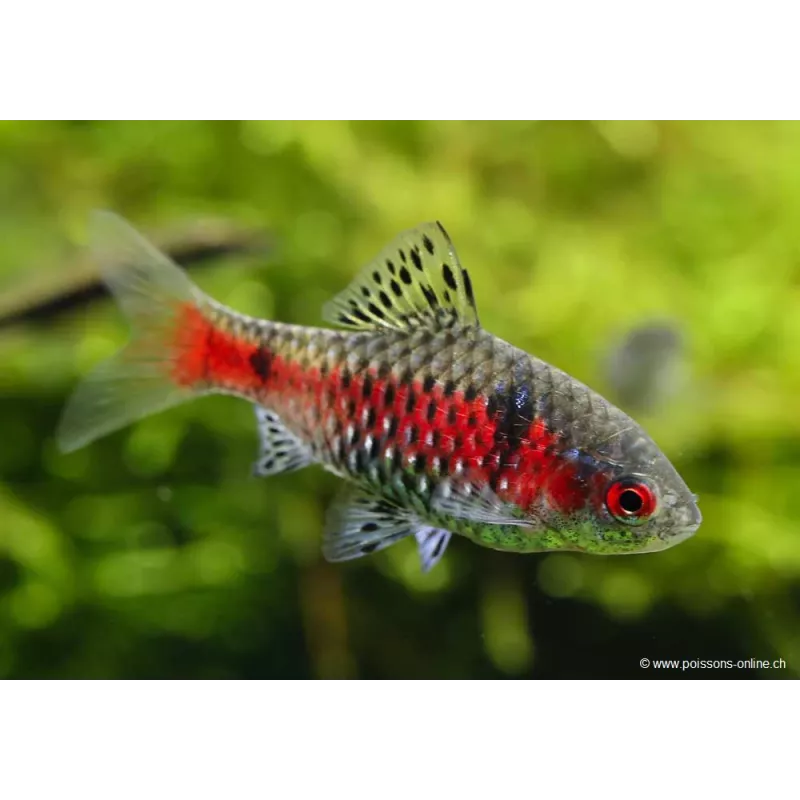 Barbus À Deux Taches - Pethia Ticto (Barbus)