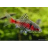 Rubinbarbe - Pethia Ticto (Barbus)