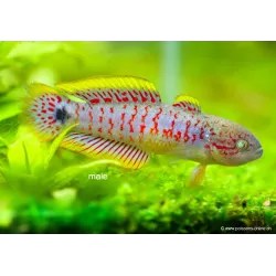 Dormeur À Queue Ocellée - Tateurndina Ocellicauda