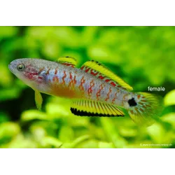 Dormeur À Queue Ocellée - Tateurndina Ocellicauda