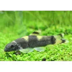 Panda Labeo - Garra Flavatra