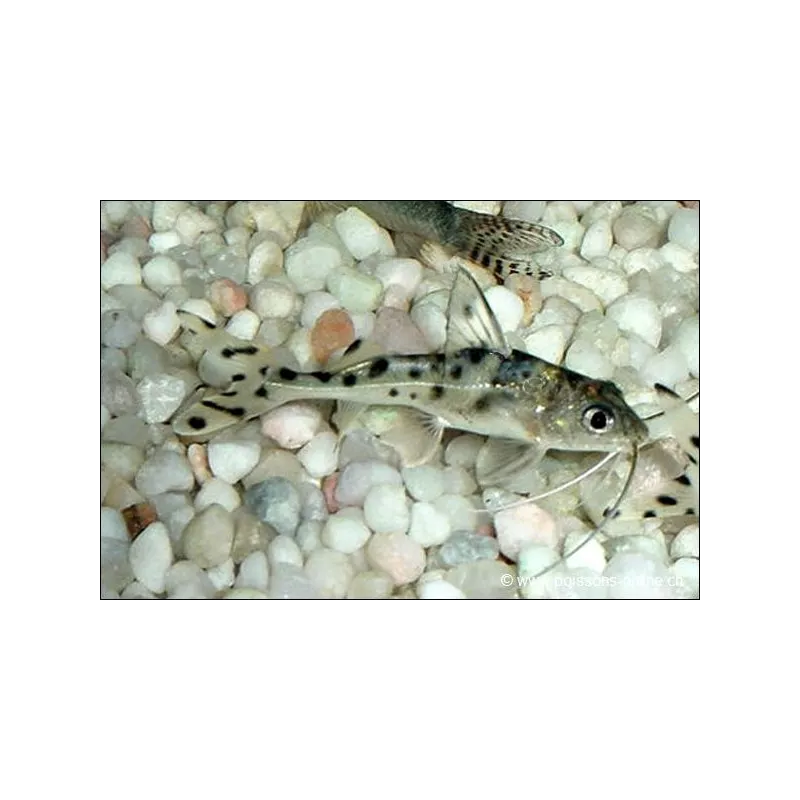 Pimelodus Macchiato - Pimelodus Pictus