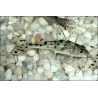 Pimelodus Macchiato - Pimelodus Pictus