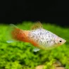 Platy Blue Coral Calico - Xiphophorus Maculatus
