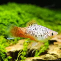 Platy Blue Coral Calico - Xiphophorus Maculatus