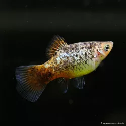 Platy Blue Coral Calico - Xiphophorus Maculatus