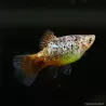 Platy Blue Coral Calico - Xiphophorus Maculatus