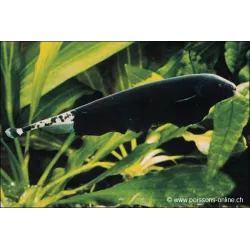 Poisson Couteau Américain À Front Blanc - Apteronotus Albifrons