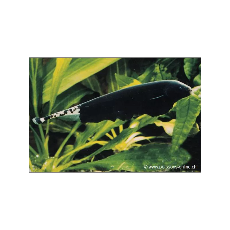 Weissstirn-Messerfisch - Apteronotus Albifrons