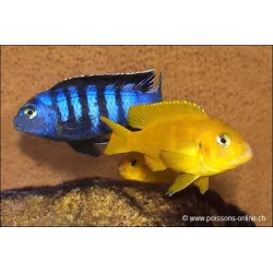 Pseudotropheus Saulosi - Pseudotropheus Saulosi